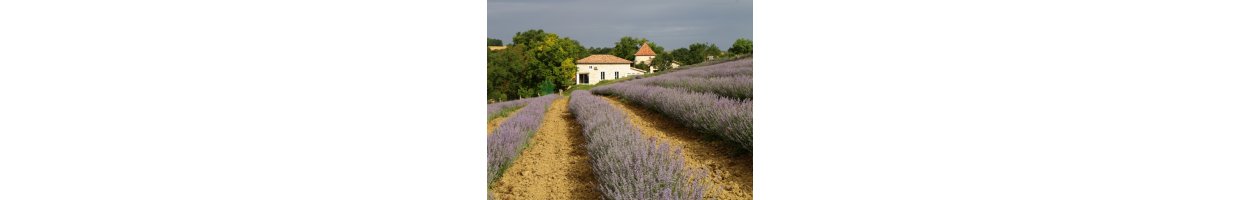 Laboratoire Altho, Monfort France